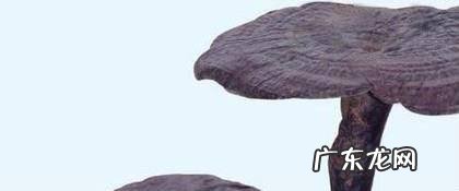 如何识别野生灵芝