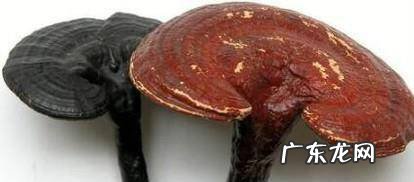 如何识别野生灵芝