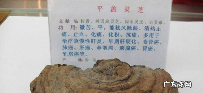 平盖灵芝的功效服用方法