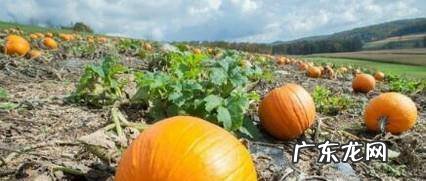 多吃南瓜的好处