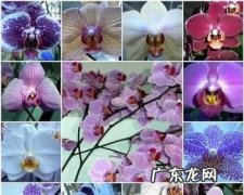 40种最美的花 世界上10种最美的花