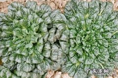 乌塌菜价格多少钱一斤？乌塌菜种植技术!乌塌菜怎么种？