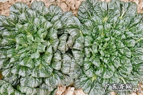 乌塌菜价格多少钱一斤?乌塌菜种植技术!乌塌菜怎么种?