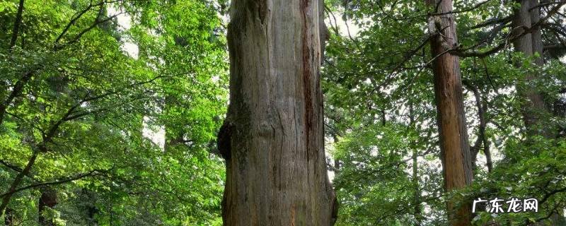 夏天枝叶繁茂的一方是什么面,夏天植物枝叶茂盛的一方是什么面