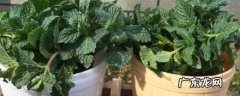 留兰香薄荷种植方法 柠檬薄荷种植方法