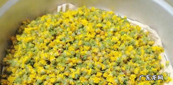 怎样自制野菊花自制野菊花详解