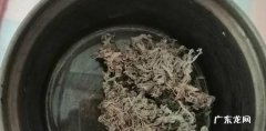 怎样用茵陈泡水喝茵陈泡水喝详解