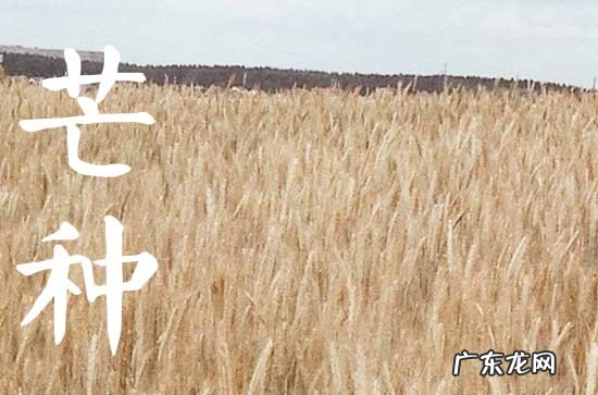 2023年芒种是几点几分