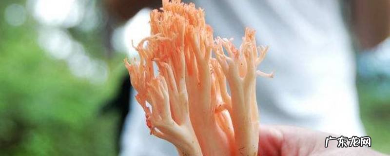 刷把菌怎么做才好吃,刷把菌好吃吗