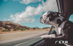 川东猎犬的缺点 川东猎犬聪明吗