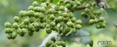 青花椒怎么保存才一直是新鲜的,干青花椒怎么保存才一直是新鲜的