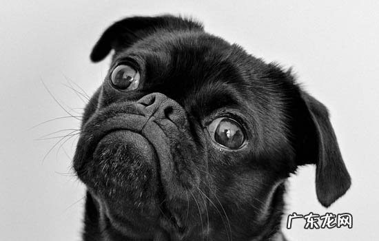 长毛耳朵下垂的狗品种大全 耳朵大下垂短毛狗品种