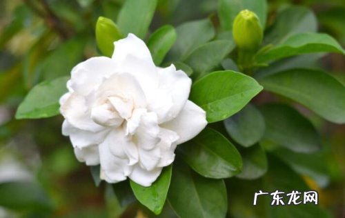 北方养栀子花几天浇一次水 栀子花需要经常浇水吗