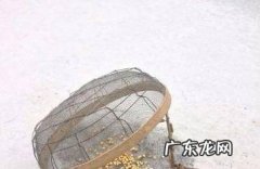 最有效的捕捉麻雀方法