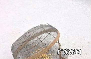 最有效的捕捉麻雀方法