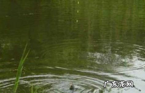 冬季垂钓用什么饵料