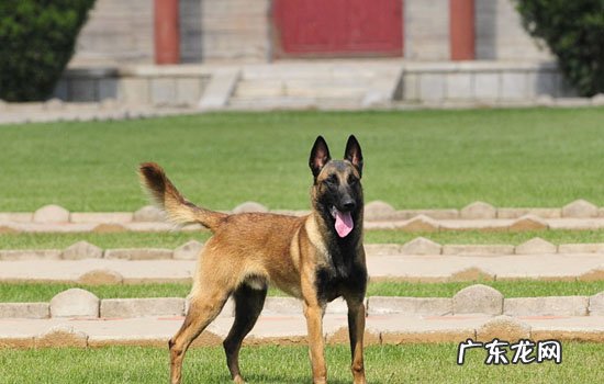 什么狗能打过马犬 马犬能打猎吗