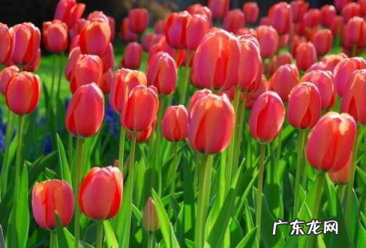 郁金香开花多久凋谢 怎样使郁金香在元旦、春节开花