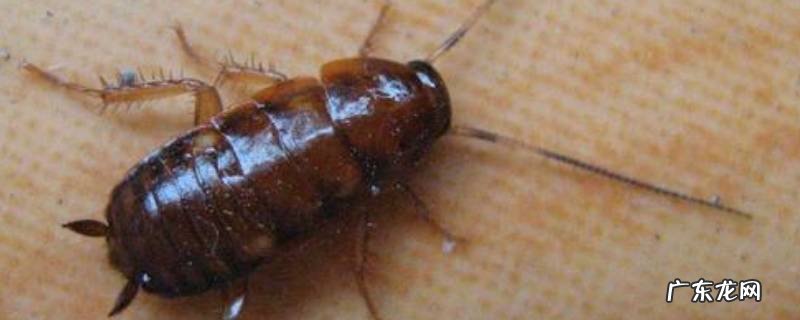 蟑螂怕酒精吗,蟑螂怕不怕酒精的气味