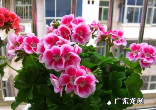 天竺葵的扦插方法 天竺葵养殖方法要点是什么