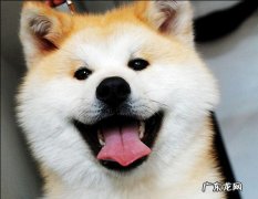 养秋田犬的人都后悔了 一般人养得起秋田犬吗