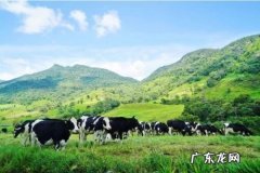 牛奶有机什么意思 有机奶是什么