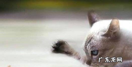 小猫不抓老鼠怎么办如何训练小猫抓老鼠