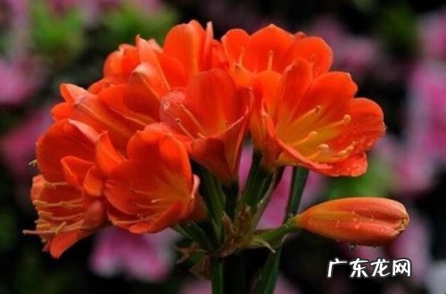 君子兰产地为何在东北 君子兰花产地在哪