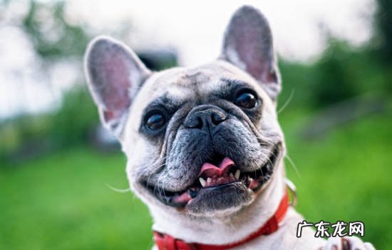 短毛犬有哪些品种 小型 短毛犬有哪些品种