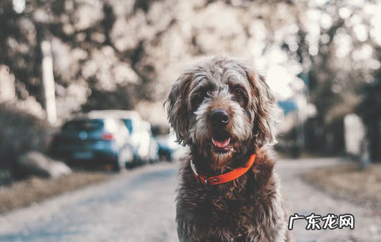 日本狐与德国狐狸犬区别 德国狐狸犬有什么缺点