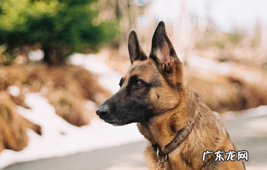 跟阿富汗猎犬很像的品种 阿富汗猎犬怎么看品相