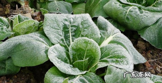 荠菜是什么味道 为什么霜降后的荠菜味道更好