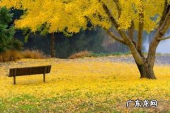 银杏树文艺的名字 银杏树还叫什么名字
