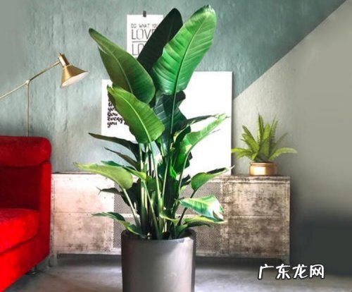 鹤望兰怎么修剪 鹤望兰怎么养