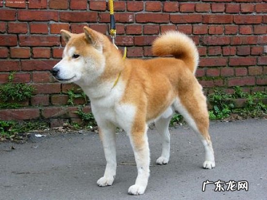 日本人为什么喜欢养柴犬 为什么不能养日本柴犬