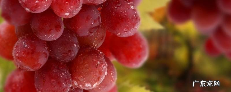葡萄上面有些小疙瘩是怎么回事,为什么葡萄上面有小疙瘩