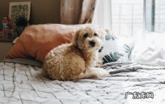狗狗不护主是怎么回事 狗狗太护主怎么办