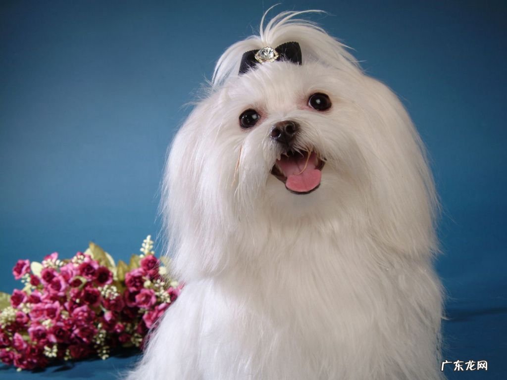 马尔济斯吗 马尔济斯和约克夏区别