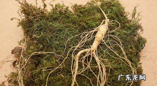 鲜人参挖出来能用花盆种吗 花盆里可以种人参吗