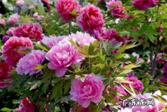 家养牡丹花种植方法 牡丹花怎样种植