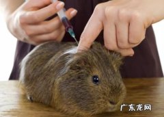兔子哪些疫苗是必须打的 幼兔子疫苗怎么打