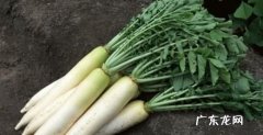 白萝卜最佳种植时间 [萝卜种植时间]萝卜什么时候种