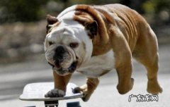 法国斗牛犬好养么 英国斗牛犬好养吗