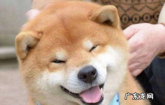 柴犬在家随地大小便 柴犬上厕所的规律