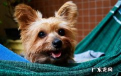 狗狗肢体语言解读图片 狗狗肢体语言