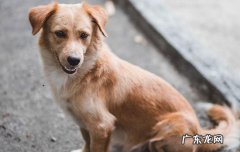 中华田园犬有什么特征 中华田园犬有哪些优点