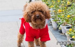 伴侣犬排行 伴侣犬有哪些品种
