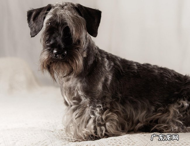 狗的品种瑞雪 雪拉瑞狗的特点有哪些