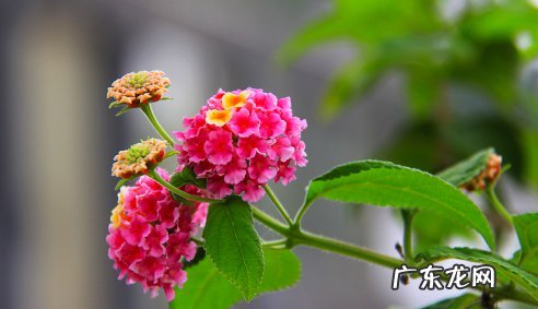 如意皇后黄叶怎么回事 如意花叶子打卷是怎么回事