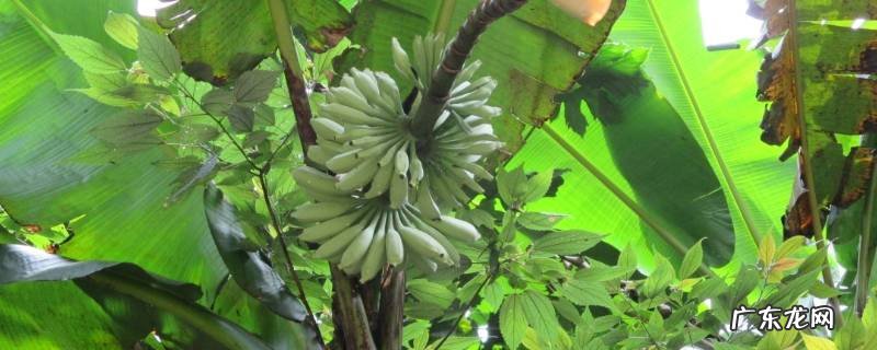 芭蕉和香蕉的区别,海南芭蕉和香蕉的区别